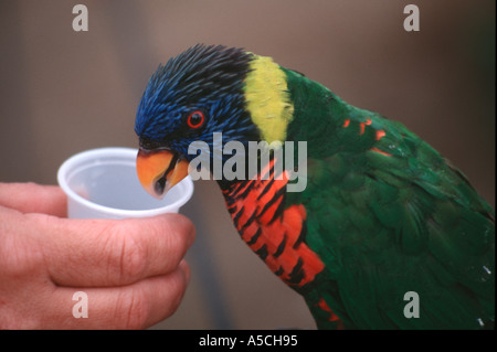 La couleur d'une image horizontale d'un arc-en-ciel lorikeet parrot nectar de manger une petite tasse en plastique tenu par une main de race blanche Banque D'Images