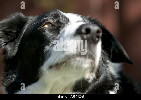 Chien de race Border Collie Parution Modèle droit Banque D'Images