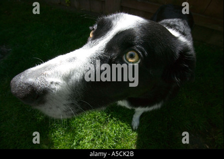 Chien de race Border Collie Parution Modèle droit Banque D'Images