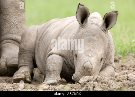 Le rhinocéros blanc Ceratotherium simum veau Banque D'Images