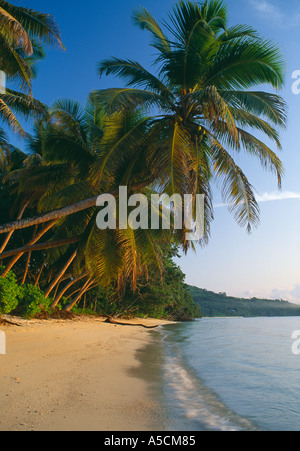 Palmiers sur la plage Anse Royale Mahé aux Seychelles Banque D'Images