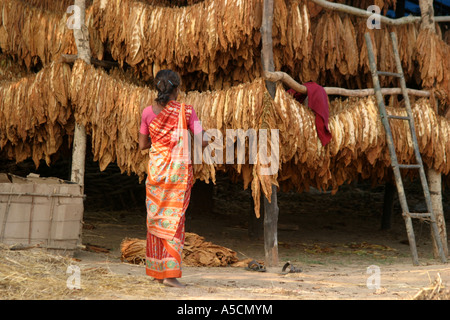 Desia Kondh préparation tribal pour le séchage des feuilles de tabac dans Bhatpur Inde Orissa village Banque D'Images