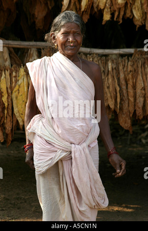 Desia Kondh préparation tribal pour le séchage des feuilles de tabac dans Bhatpur Inde Orissa village Banque D'Images