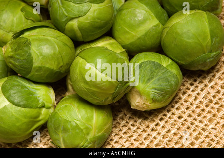 Gros plan de Bruxelles brut germes de Bruxelles brassica oleracea légumes légumes Banque D'Images