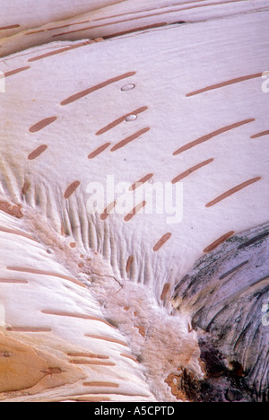Le bouleau blanc (Betula papyrifera) Détail montrant écorce de bouleau motif lenticelles, Grand Sudbury, Ontario, Canada Banque D'Images