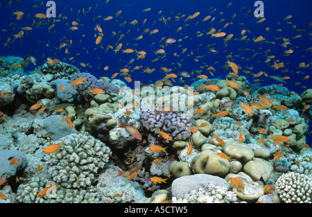 Jewel fairy basslet, Pseudanthias squamipinnis Banque D'Images