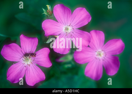 Géranium sauvage (Geranium maculatum) forêts du sud des Appalaches, colonie en fleur, Great Smoky Mountains National Park, California, USA Banque D'Images