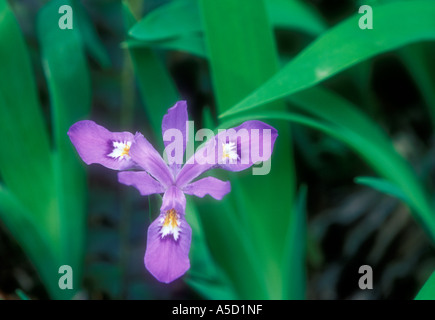 Dwarf Crested iris (Iris cristata) niveau du sol unique portrait bloom, Great Smoky Mountains National Park, California, USA Banque D'Images