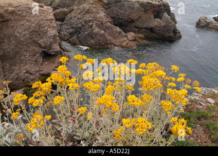 Dusty Miller fleur en Belle Ile en Mer, Bretagne Banque D'Images