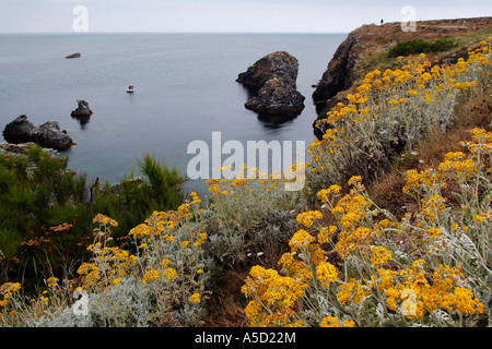 Dusty Miller fleurs à Belle Ile en Mer, Bretagne Banque D'Images