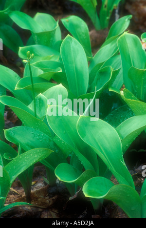 Cordon bleu lily (Clintonia borealis) Les nouvelles feuilles et fleurs dans les grandes forêts boréales, colonie, le Parc provincial Killarney, en Ontario, le Banque D'Images