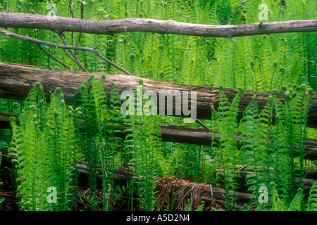 L'osmonde cannelle (Osmunda cinnamomea frondes naissantes) et Cedar split clôture, île Manitoulin, Ontario, Canada Banque D'Images