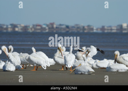 Le pélican blanc sur une plage Banque D'Images
