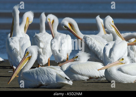 Le pélican blanc sur une plage Banque D'Images