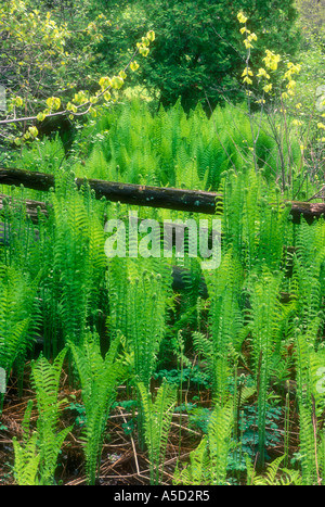 L'osmonde cannelle (Osmunda cinnamomea frondes naissantes) et Cedar split clôture, île Manitoulin, Ontario, Canada Banque D'Images