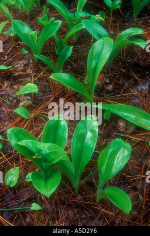 Cordon bleu lily (Clintonia borealis) feuilles émergentes dans le lit de paille, des aiguilles de pin rouge du Parc provincial Killarney, Ontario, Canada Banque D'Images