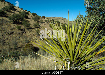 Dans les montagnes Yucca Davis, Texas Banque D'Images