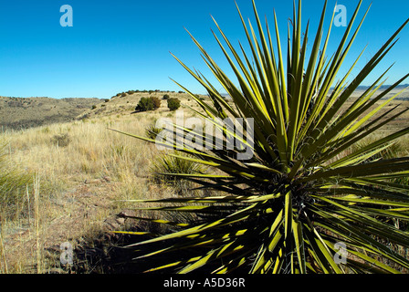 Dans les montagnes Yucca Davis, Texas Banque D'Images