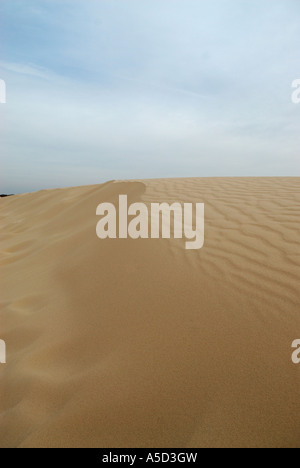 Monahans Sandhills dunes dans l'ouest du Texas Banque D'Images