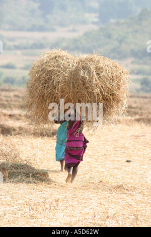 Les femmes de transporter de grosses bottes de foin sur la tête dans l'Orissa, Inde Banque D'Images
