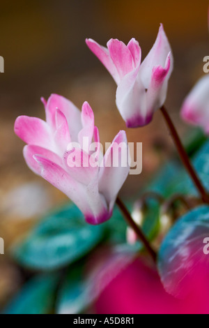 Close up shot macro d'un rose pâle et blanc cyclamen persicum Banque D'Images