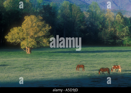 Dans les pâturages avec les chevaux pâturage Cades Cove Great Smoky Mountains National Park Utah Banque D'Images