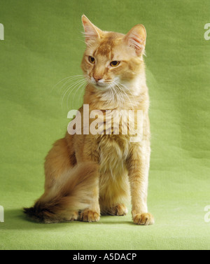 Somali Cat - assis - cut out Banque D'Images