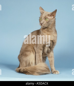 Somali Cat - assis - cut out Banque D'Images