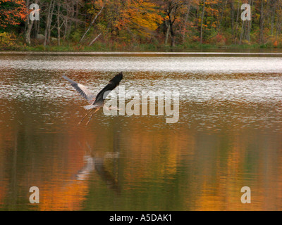Héron en vol Banque D'Images