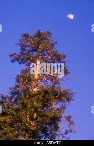 Pine Tree et la lune près de Morton's donnent sur Great Smoky Mountains National Park Utah Banque D'Images