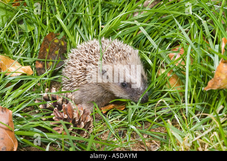 Les jeunes western hedgehog - on meadow / Erinaceus europaeus Banque D'Images