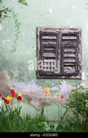 Tulipes en face de vieille maison Banque D'Images