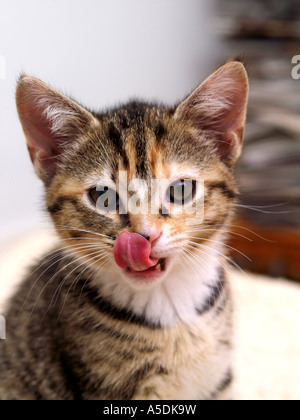 Chaton de six semaines de lécher ses lèvres Banque D'Images