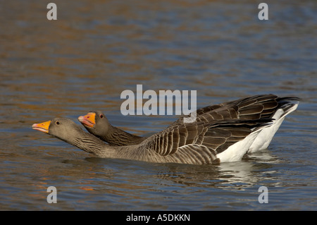 Oie cendrée Anser anser paire en parade nuptiale Slimbridge UK Banque D'Images