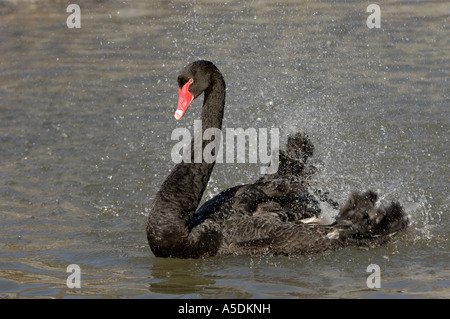 Cygne Noir Cygnus atratus splashing in water Slimbridge UK Banque D'Images