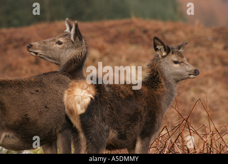 Red Deer femelle et son veau dans Glen Etive Ecosse Banque D'Images