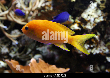 Anthias jaune dans un aquarium Banque D'Images