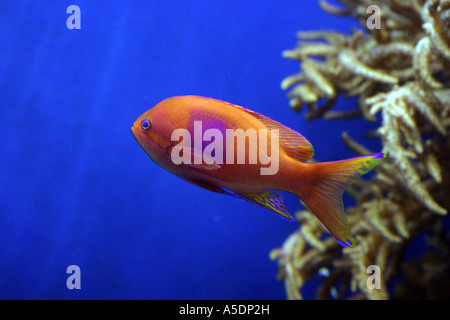 Poissons tropicaux orange dans un aquarium Banque D'Images