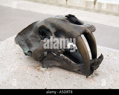 Sculpture en bronze d'art public à San Francisco sur le crâne d'un tigre à dents de sabre Banque D'Images