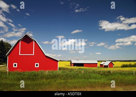 Grange rouge et champs de canola ou colza à Wetaskiwin, Alberta, Canada Banque D'Images