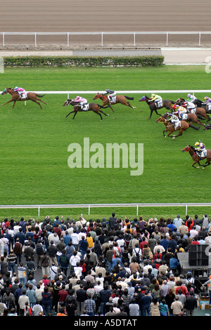 Spectateurs regarder les courses de chevaux à l'hippodrome de Sha Tin situé à Sha Tin dans les nouveaux territoires à Hong Kong, Chine. Banque D'Images