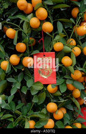 Orange Tree miniature avec enveloppes rouges connecté durant le Nouvel An chinois à Hong Kong, Chine Banque D'Images