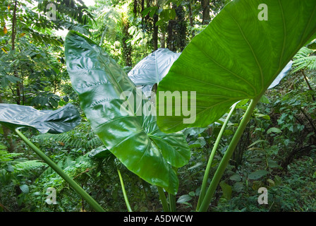 Rainforest SAMOA Mt. VAEA autour de la Villa de Robert Louis Stevenson Vailima accueil maison et tombe à Apia Samoa Upolu Western nous Banque D'Images