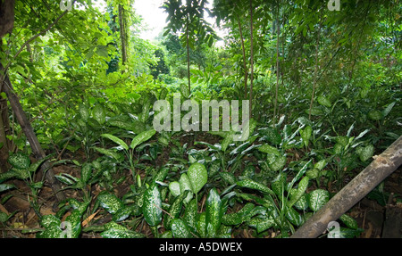 Rainforest SAMOA Mt. VAEA près de la Villa de Robert Louis Stevenson Vailima house home tombe à Apia Samoa Upolu Diffenbachia Banque D'Images