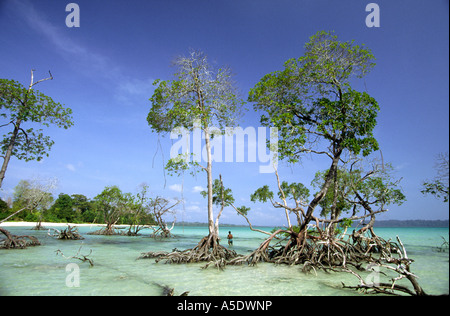 L'Inde Iles Andaman Havelock n° 4 village beach pêcheur dans les mangroves Banque D'Images