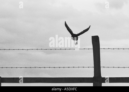 Stonehenge Crow crow se lance dans un vol en provenance d'un fil barbelé nuages gris derrière une clôture en forme de croix de fer et poster Banque D'Images
