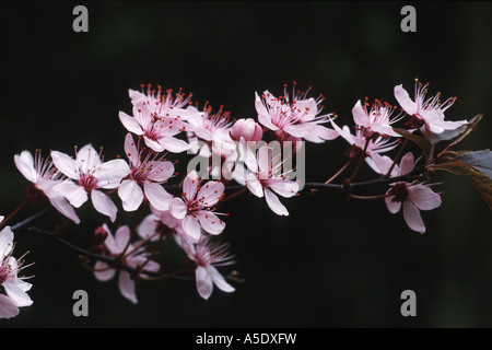 Cherry Plum (Prunus cerasifera 'Nigra', Prunus cerasifera nigra, Cerasifera nigra), avec des rameaux en fleurs Banque D'Images