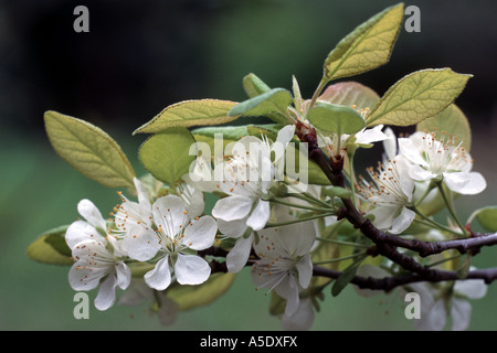 Cerisier nain, griotte, cerise (Prunus cerasus), avec des rameaux en fleurs Banque D'Images