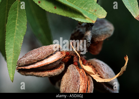 L'amande douce (Prunus amygdalus var. dulcis, Prunus dulcis var. dulcis), branche avec fruits Banque D'Images