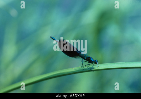 Bluewing, demoiselle agrion (Calopteryx virgo), homme Banque D'Images